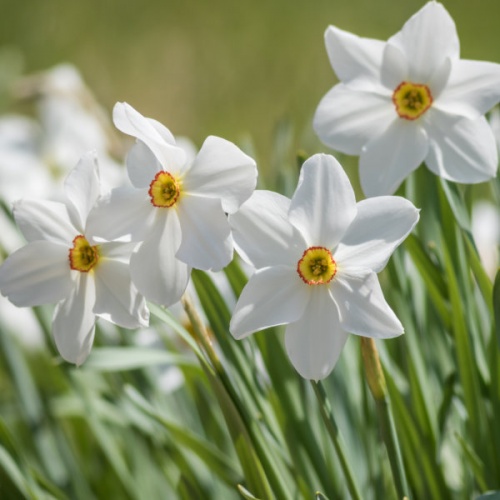 Daffodil Bulbs - Pheasants Eye